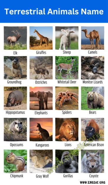 terrestrial animals pictures|Terrestrial Animal Photos, Download The BEST Free Terrestrial .
